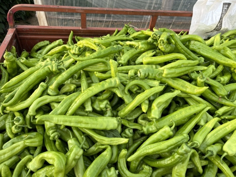 鲜辣椒