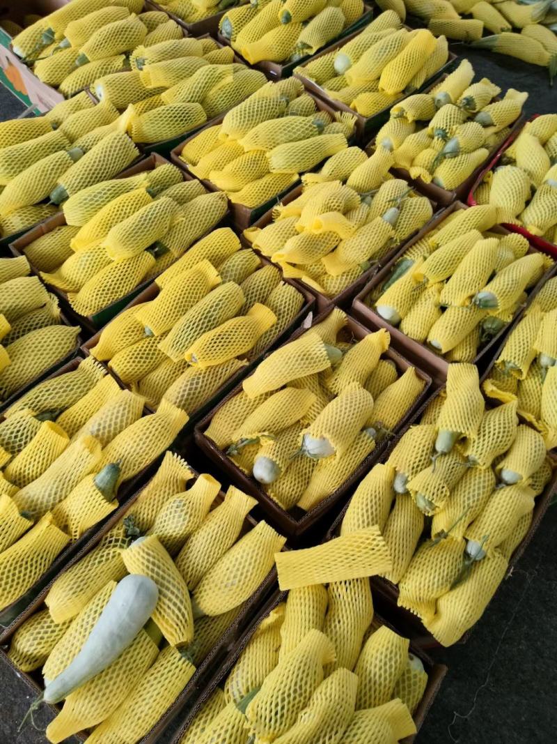 吊瓜羊角蜜甜瓜大量上市中电商品质欢迎客商电话订货