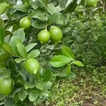 广东无仔香水柠檬