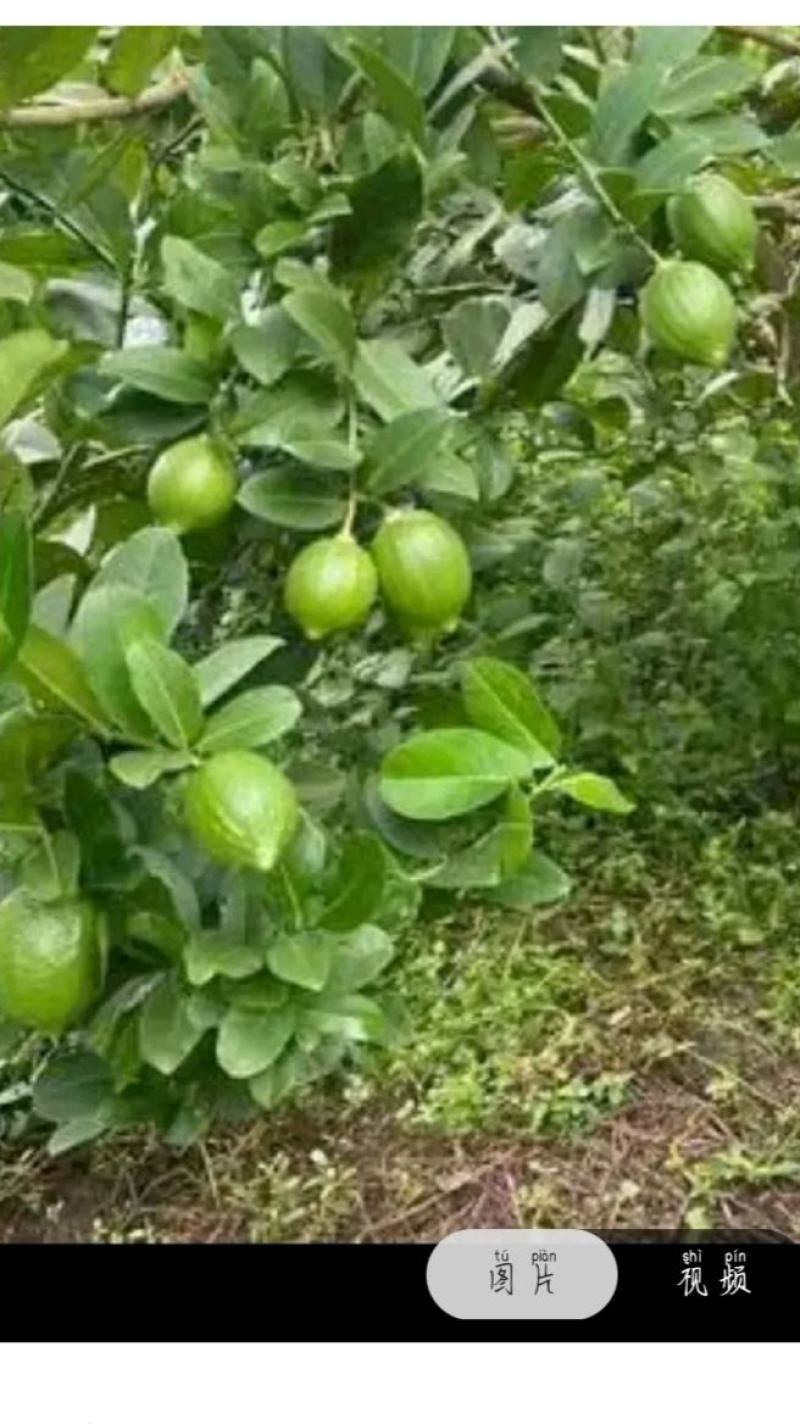 广东无仔香水柠檬