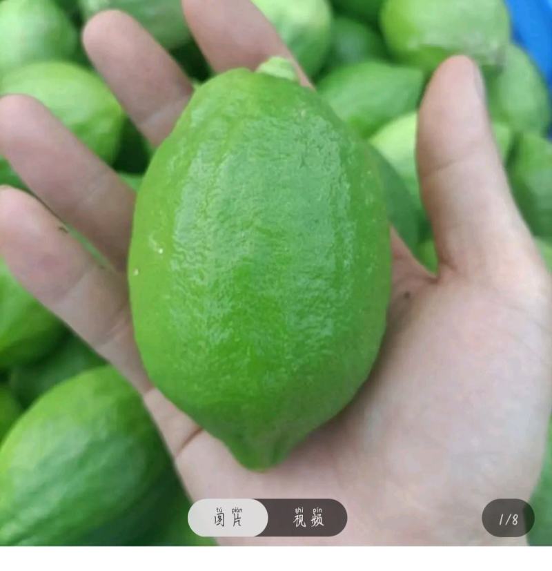 广东无仔香水柠檬