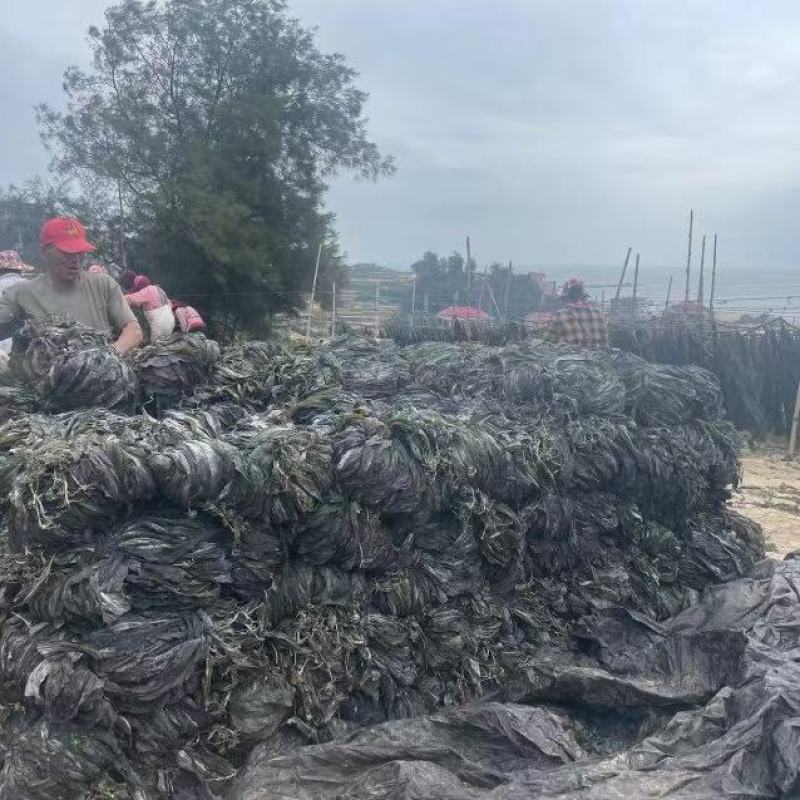 新鲜无沙干海带批发