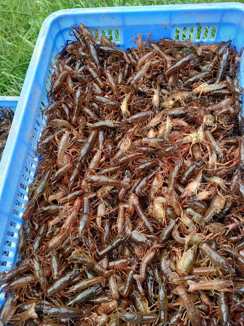 《推荐》桂林本地小龙虾苗，精品大量上市规格齐全欢迎咨询