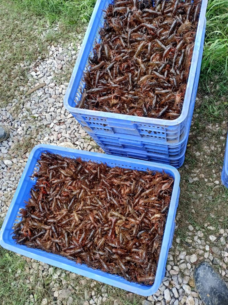 《推荐》桂林本地小龙虾苗，精品大量上市规格齐全欢迎咨询