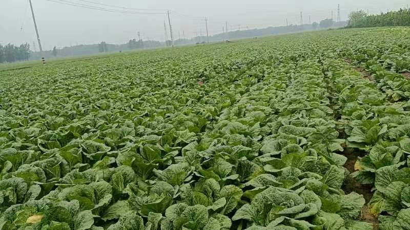 精品黄心大白菜产地发货，质量保证，欢迎电话联系