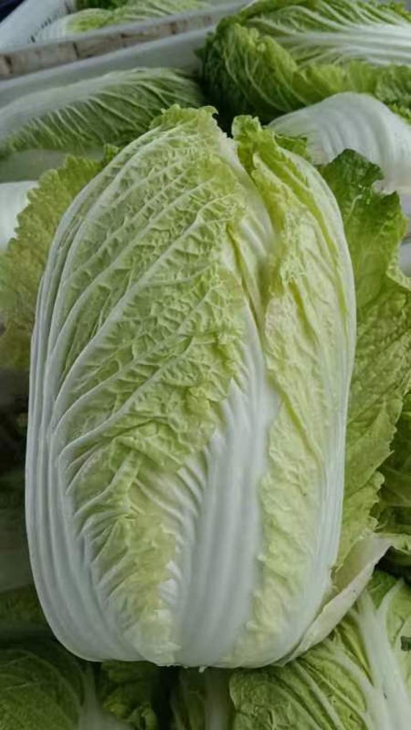 精品黄心大白菜产地发货，质量保证，欢迎电话联系