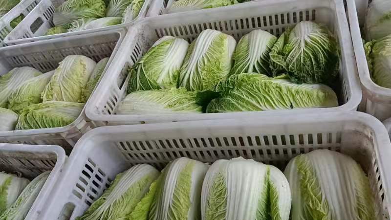 精品黄心大白菜产地发货，质量保证，欢迎电话联系