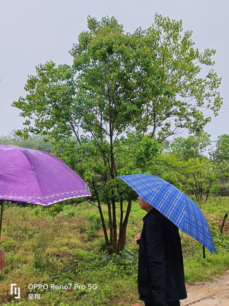 乌桕，丛生乌桕，基地直供，一手货源，质优价廉，大量现货