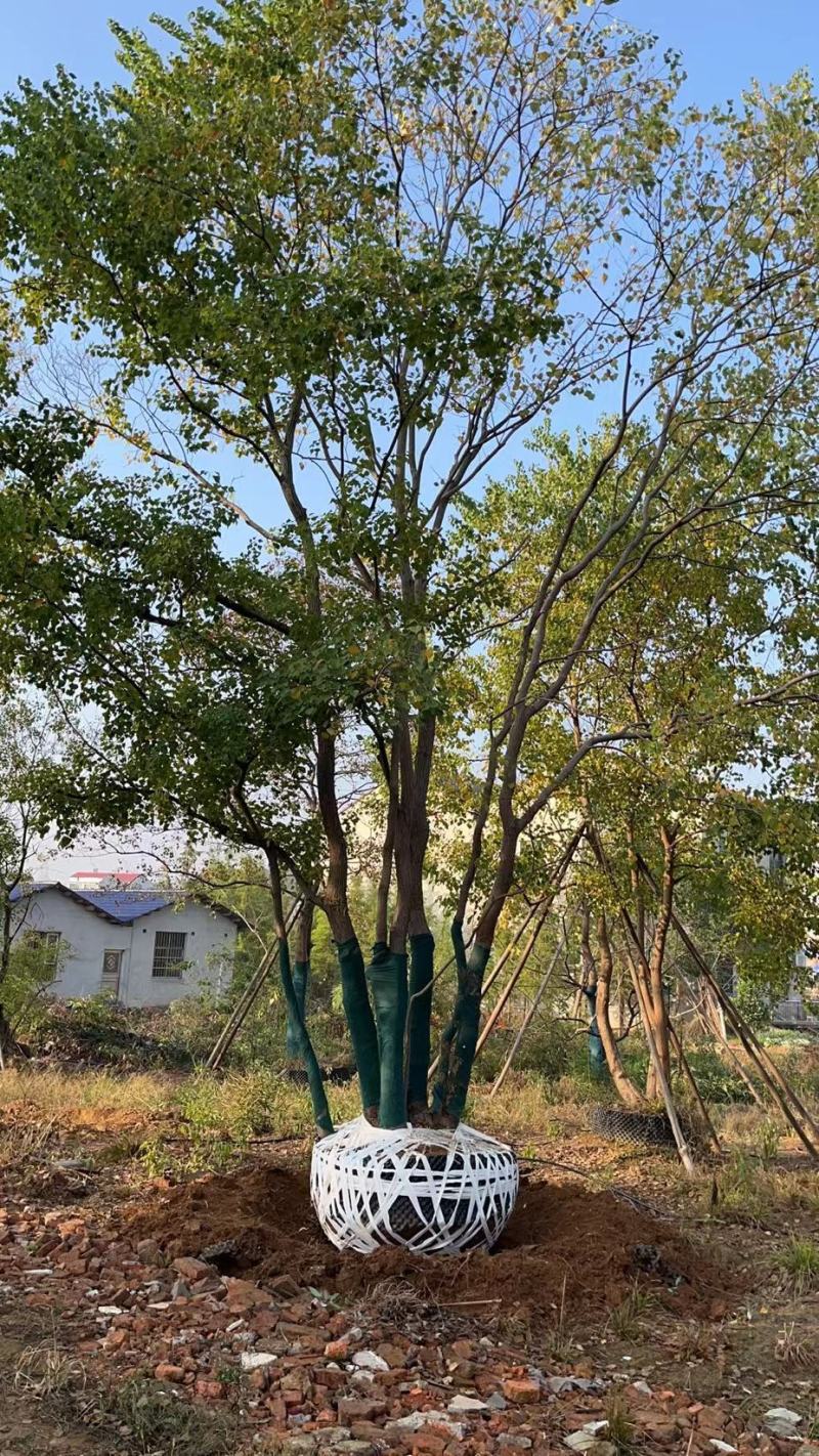 乌桕，丛生乌桕，基地直供，一手货源，质优价廉，大量现货