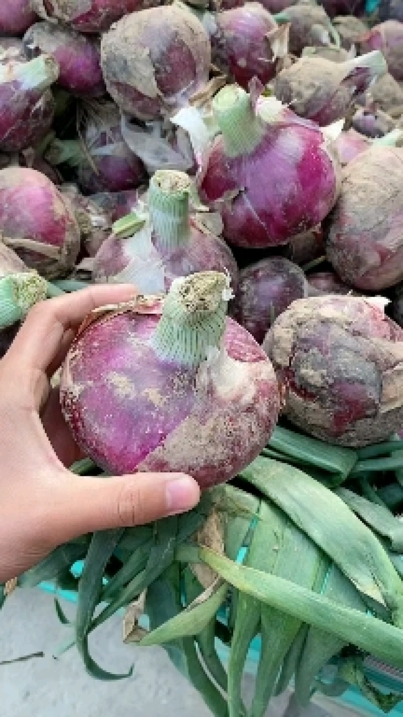 开封通许二红洋葱，紫皮洋葱，大量供应中，产地一手货源，