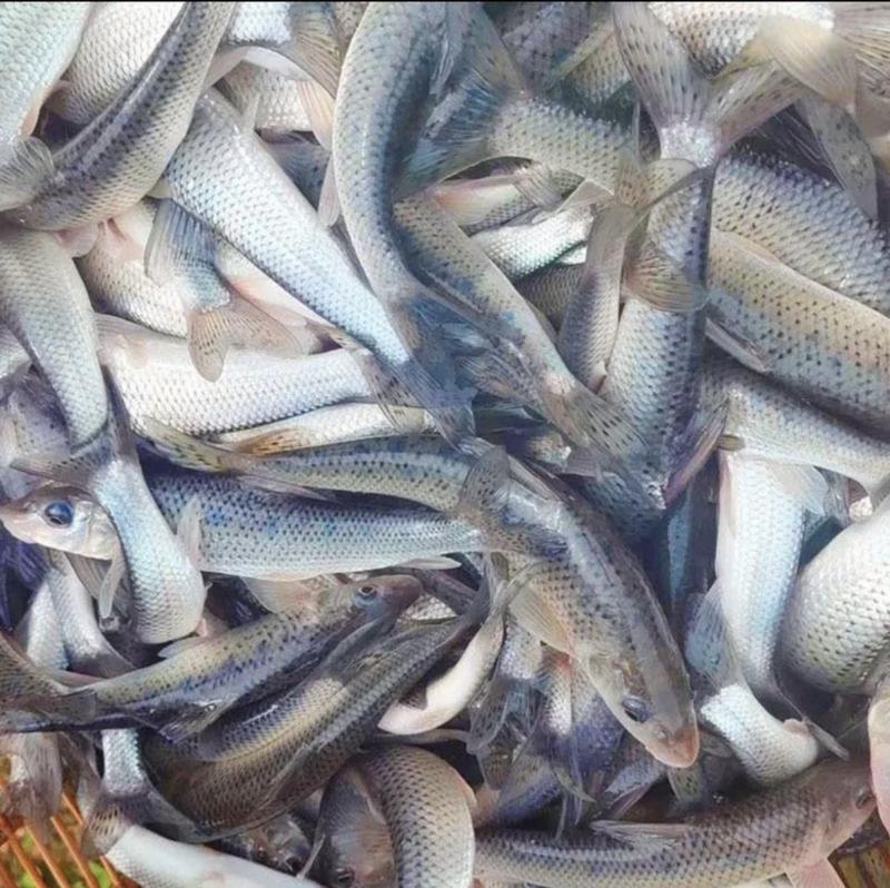 【花骨鱼】水产养殖花骨鱼土风鱼规格随便选成活率高品质