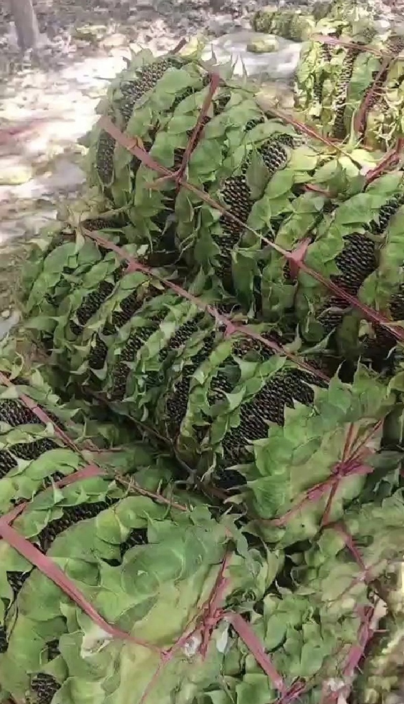开封新鲜向日葵，颗粒饱满，精品向日葵，食用葵