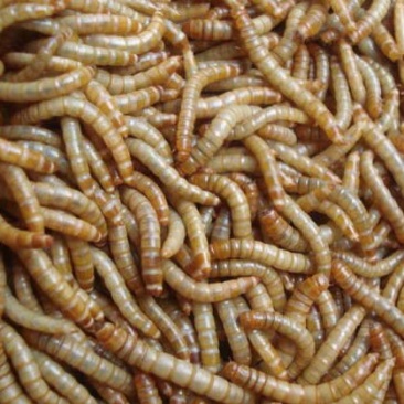 黄粉虫面包虫活虫、喂蝎子，金蟾、仓鼠、喂鸟、喂鸡、蛙类等