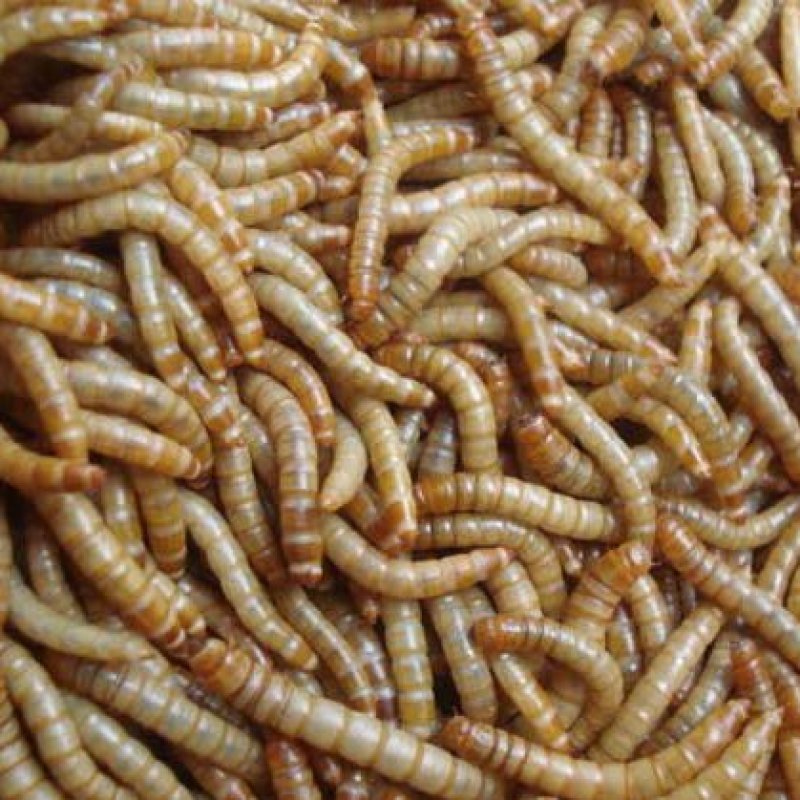 黄粉虫面包虫活虫、喂蝎子，金蟾、仓鼠、喂鸟、喂鸡、蛙类等