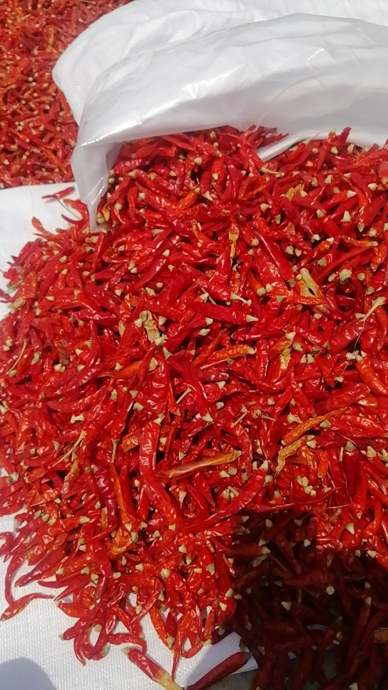 干辣椒朝天椒