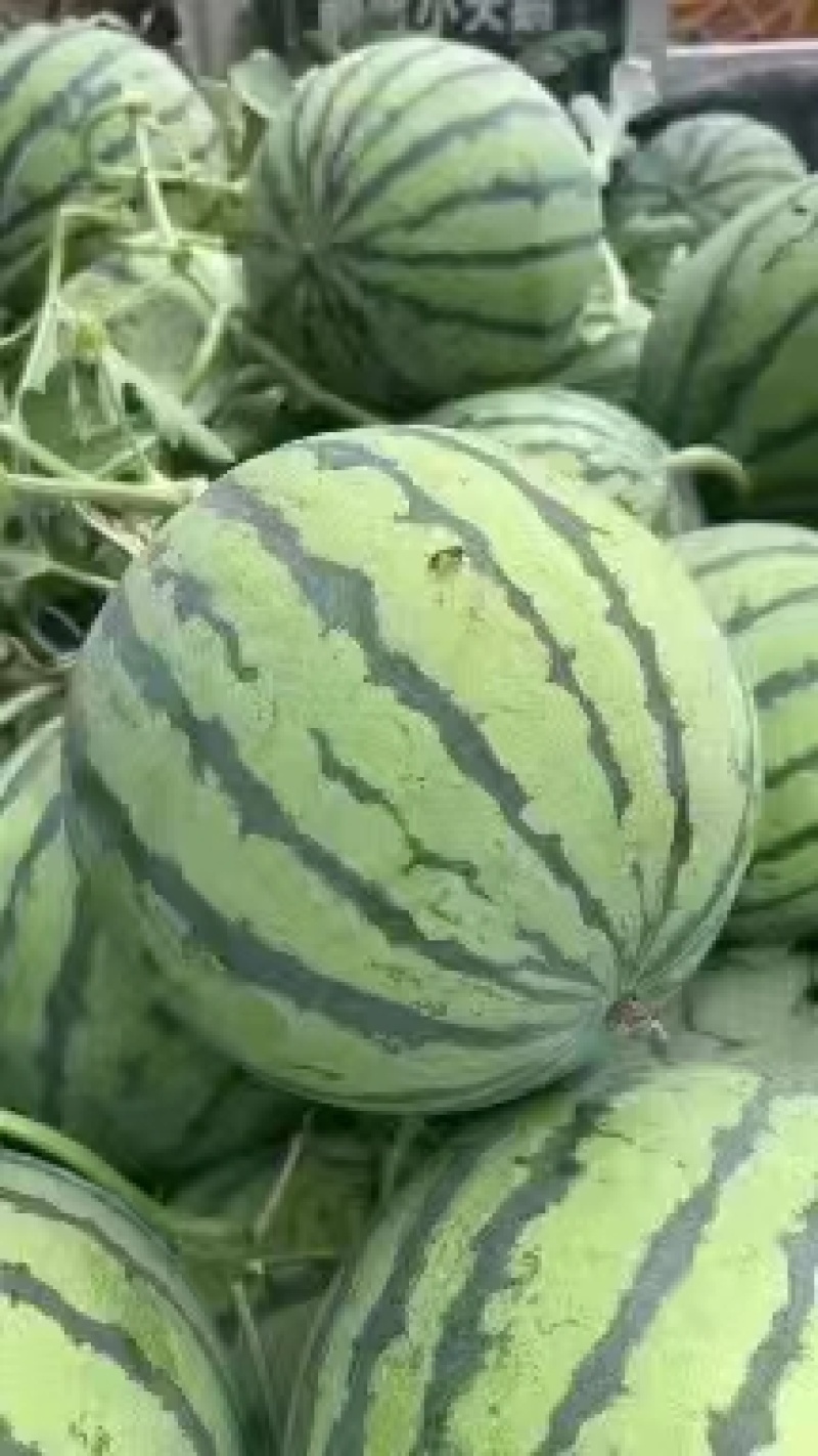 精品美都西瓜，包熟包甜，产地直发，代发全国