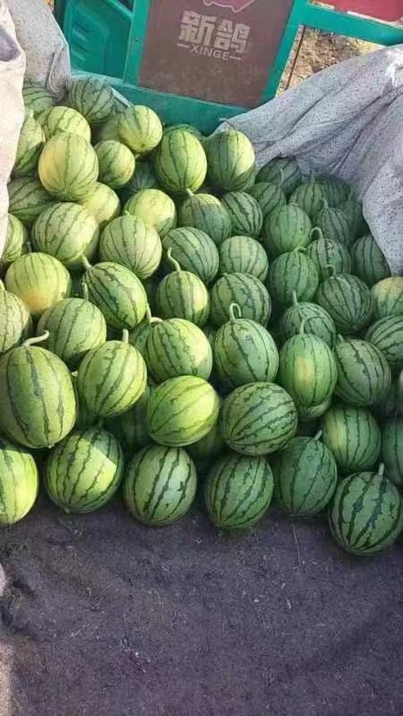 精品美都西瓜，包熟包甜，产地直发，代发全国