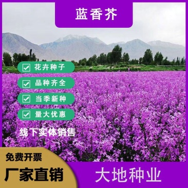 蓝香芥种子，欧亚香花芥多年生草本耐寒花种籽花海庭院绿化种