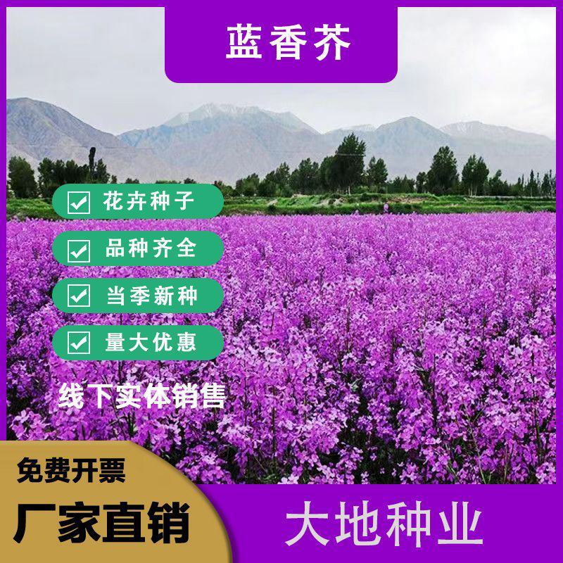 蓝香芥种子，欧亚香花芥多年生草本耐寒花种籽花海庭院绿化种