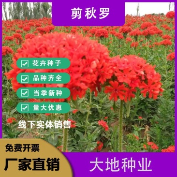 剪秋罗种子，大花剪秋罗多年生可切花四季播种绿化工程花卉种