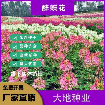 醉蝶花种子，观赏四季春播耐热盆栽粉色易种花期长多年生花卉