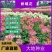 醉蝶花种子，观赏四季春播耐热盆栽粉色易种花期长多年生花卉