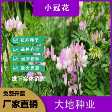 小冠花种子，多年生牧草花卉多变绣球花种籽园林绿化护坡固土