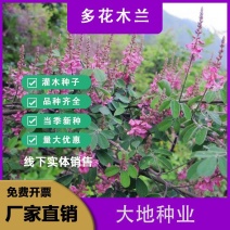 多花木兰种子，护坡固土专用草籽荒山复绿灌木丛树籽四季可播