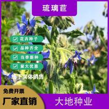琉璃苣种子，四季易种芳香蜜源植物花籽春秋易种花卉种子批发