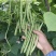 四季豆精品白花四季豆青无筋豆视频看货打款发货