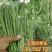 四季豆精品白花四季豆青无筋豆视频看货打款发货