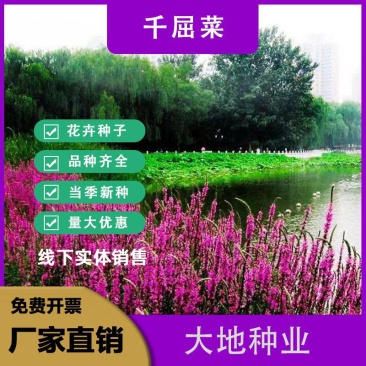 千屈菜种子，水生花卉水柳种子景观花卉耐寒多年生花种子花籽