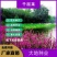 千屈菜种子，水生花卉水柳种子景观花卉耐寒多年生花种子花籽