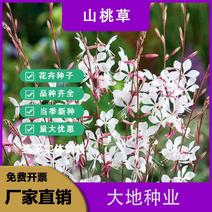 山桃草种子，紫叶千鸟花种子四季庭院盆栽绿化花种籽子易活批