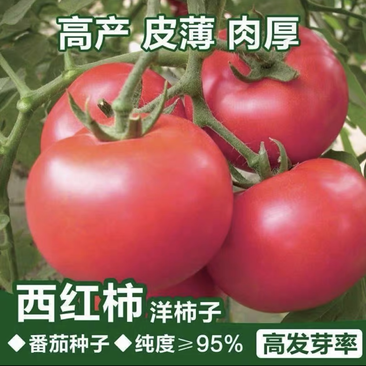 精品西红柿湖北西红市翻茄可视频看货保质保量