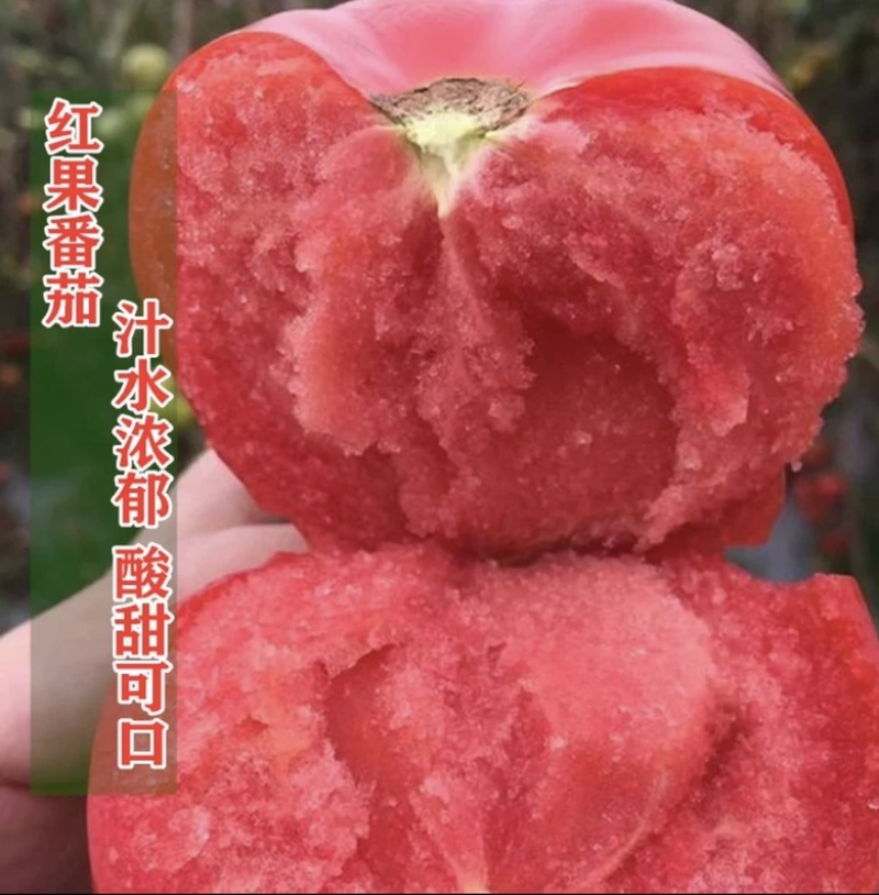精品西红柿湖北西红市翻茄可视频看货保质保量