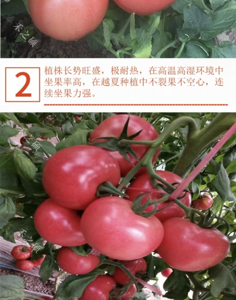 精品西红柿湖北西红市翻茄可视频看货保质保量