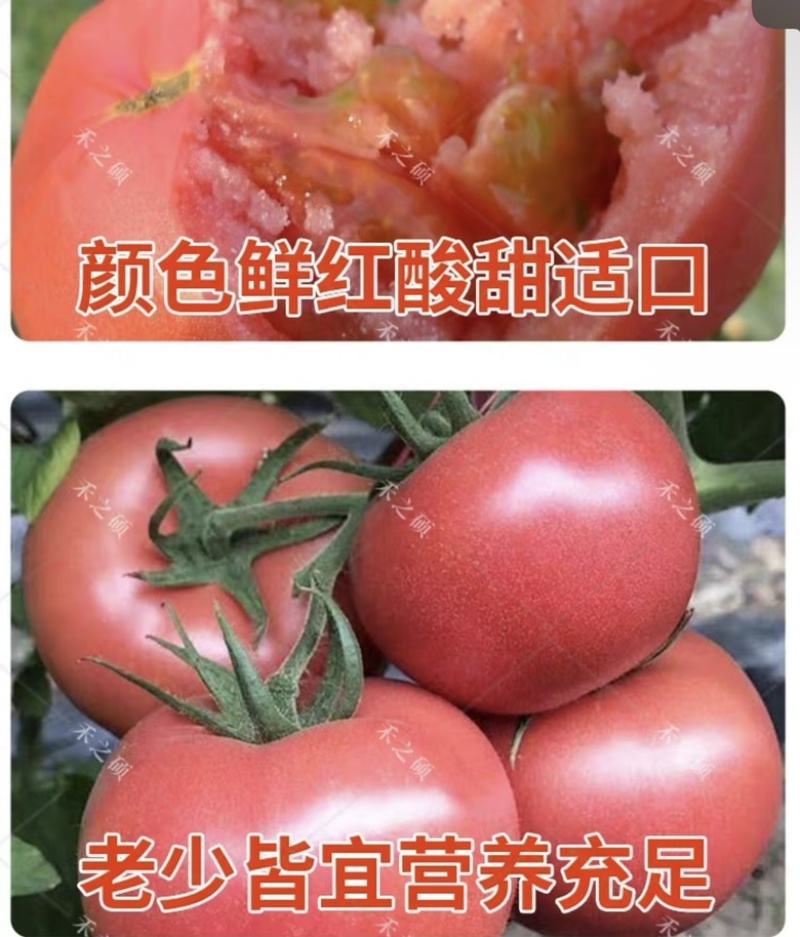 精品西红柿湖北西红市翻茄可视频看货保质保量