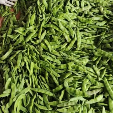 榆树扶余紫花大油豆