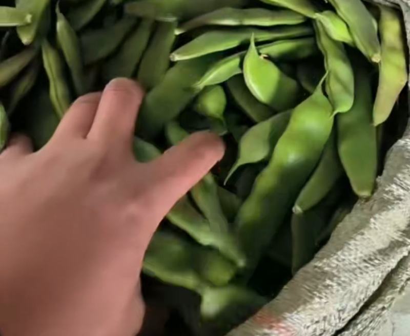 榆树扶余紫花大油豆