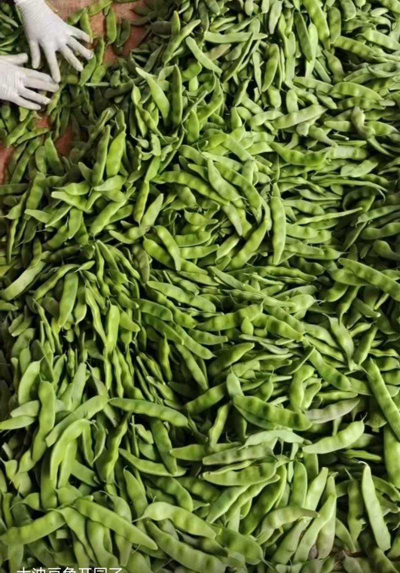 榆树扶余紫花大油豆