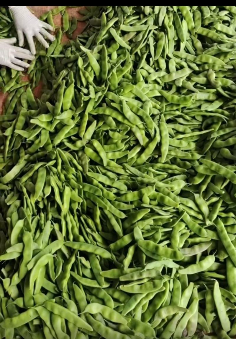 榆树扶余紫花大油豆