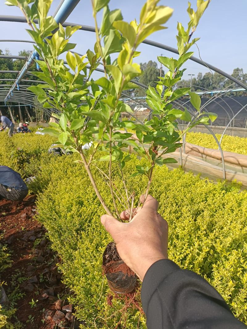 宜良天成林苗圃大量提供及配送小袋黄连翘苗