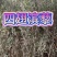 四翅滨藜苗