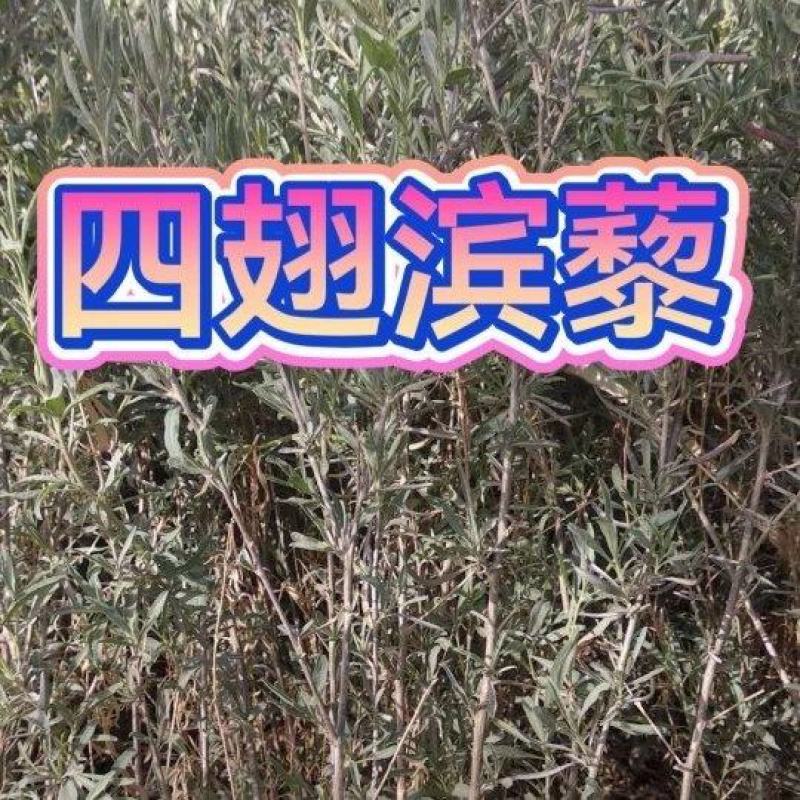 四翅滨藜苗