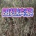 四翅滨藜苗