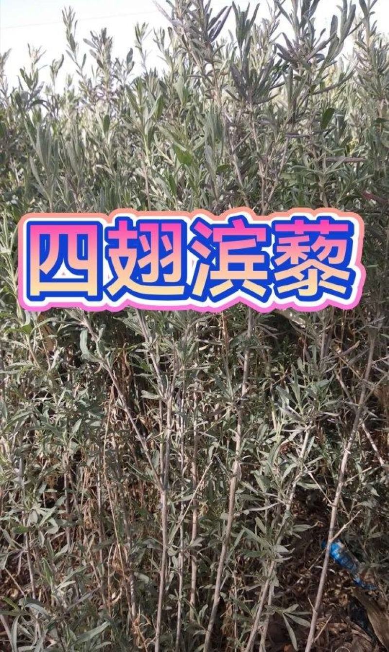 四翅滨藜苗