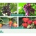 流体硼叶面肥促进花芽膨果靓果，改善品质色泽鲜靓