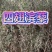 四翅滨藜苗