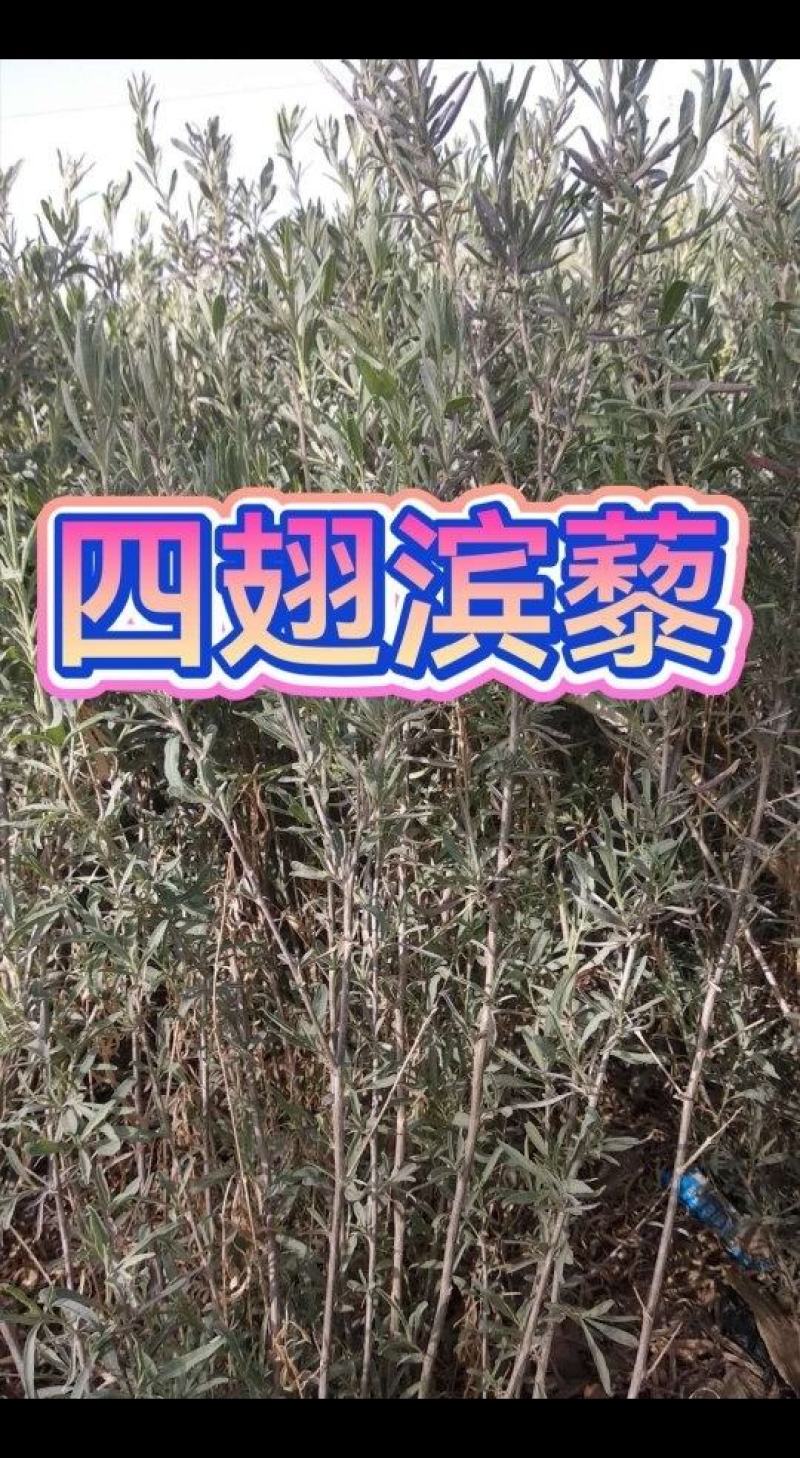 四翅滨藜苗